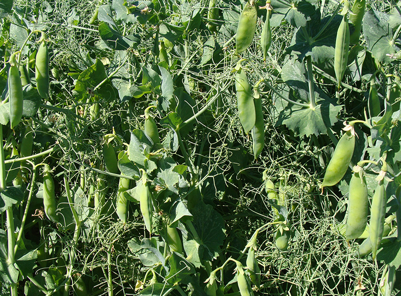 Зерно гороха >Чешского Сорта «Гарде» купить оптом