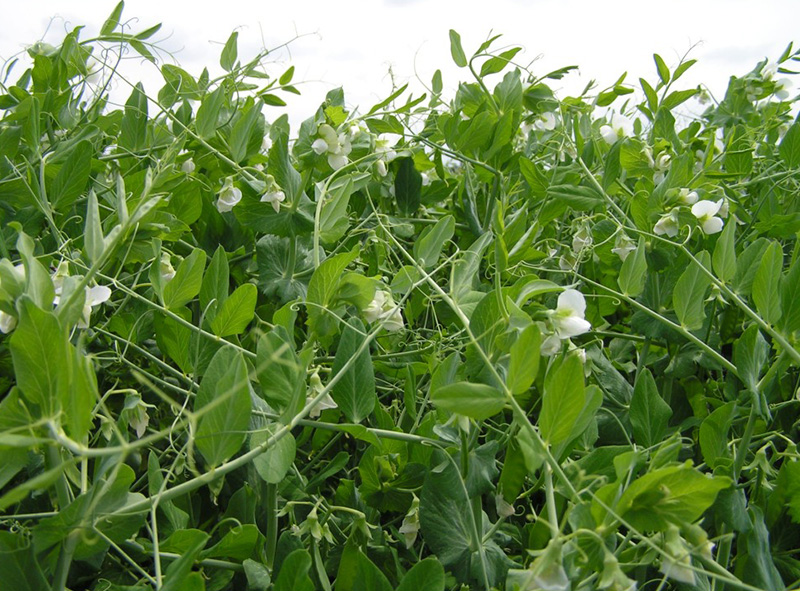 Поле девятки, фото