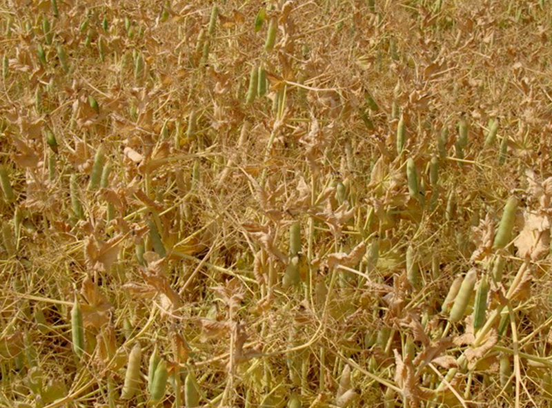 Зерно гороха Мадонна купить оптом