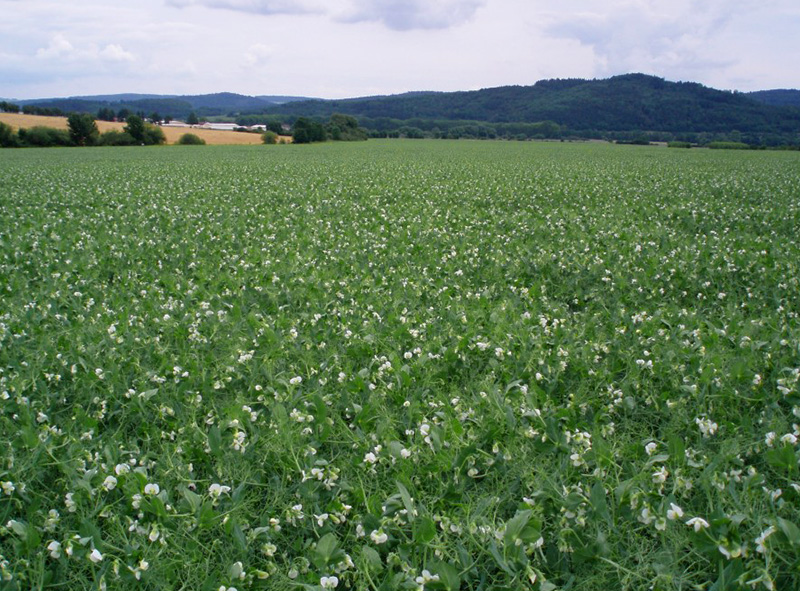 Поле с горохом, фото