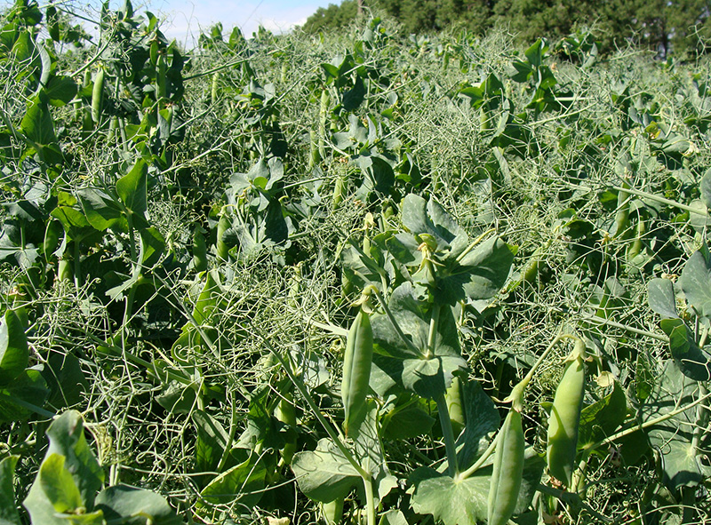 Ядро гороха Словацкого сорта Свит купить оптом