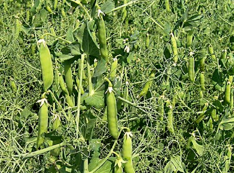 Ядро гороха Чешского Сорта «Зекон» купить оптом